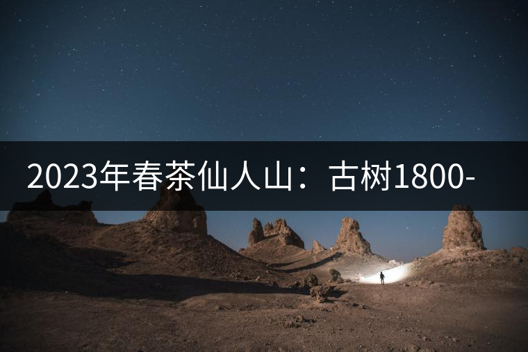 2023年春茶仙人山：古樹1800-2500元／公斤，老曼峨：小樹：600元／公斤 1600-1800元／公斤