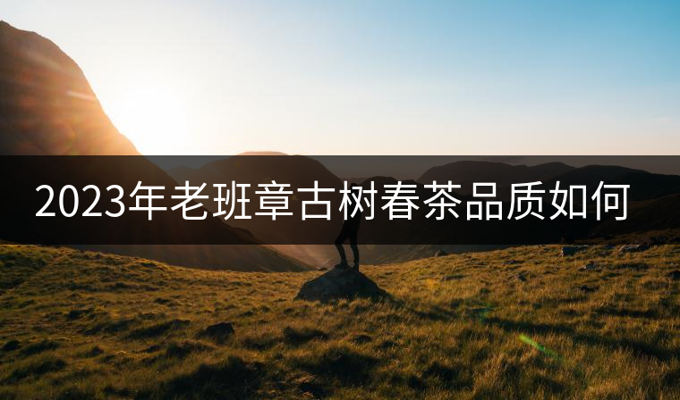 2023年老班章古樹春茶品質(zhì)如何？