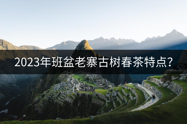2023年班盆老寨古樹春茶特點？