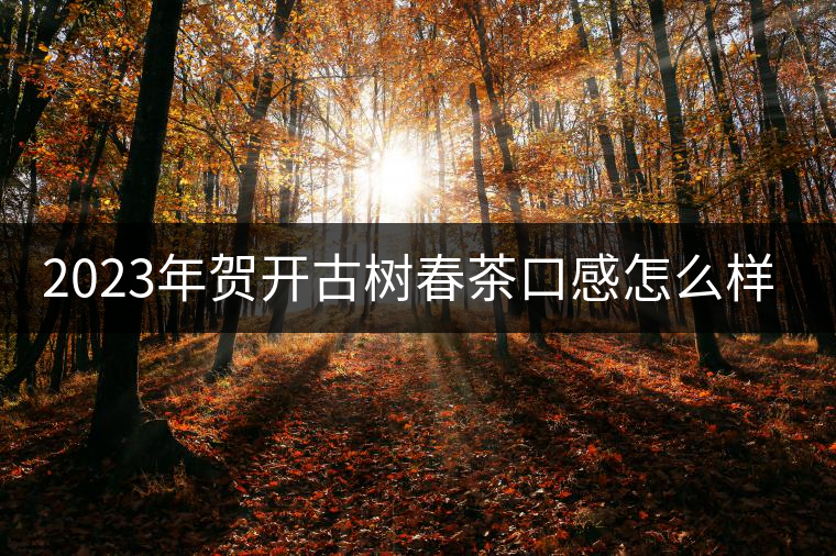 2023年賀開古樹春茶口感怎么樣？