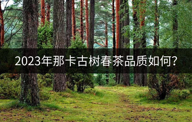2023年那卡古樹春茶品質如何？