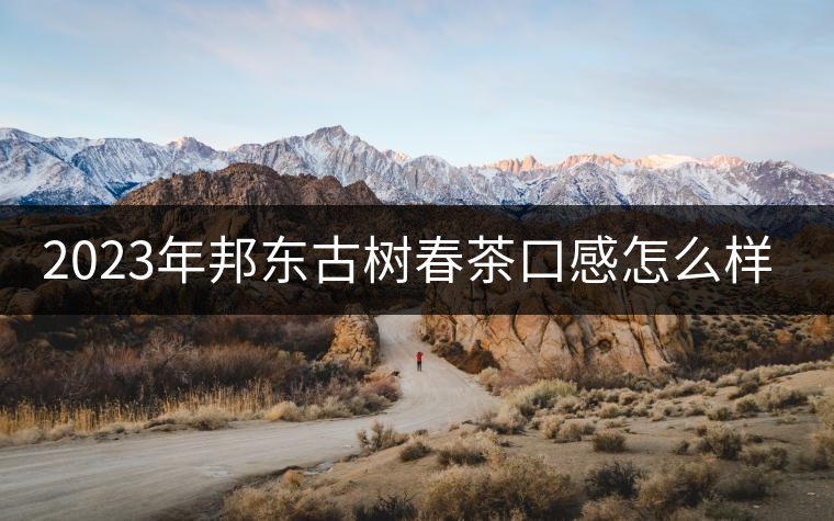 2023年邦東古樹春茶口感怎么樣？