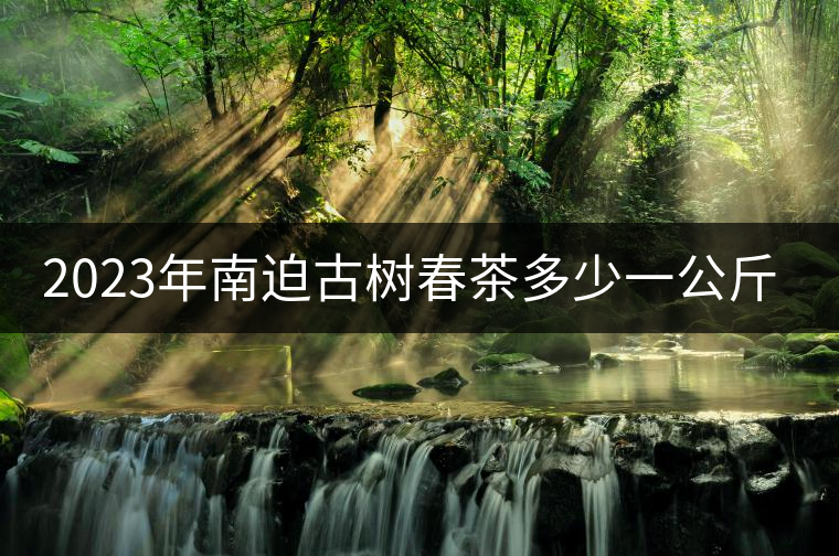 2023年南迫古樹春茶多少一公斤？