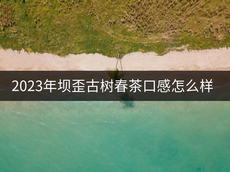 2023年壩歪古樹春茶口感怎么樣？