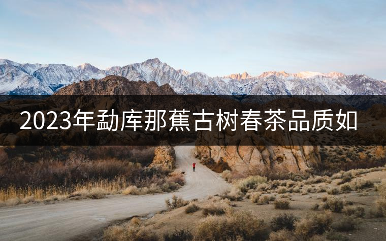 2023年勐庫(kù)那蕉古樹(shù)春茶品質(zhì)如何？