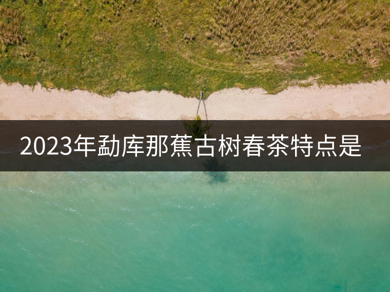 2023年勐庫那蕉古樹春茶特點(diǎn)是什么？