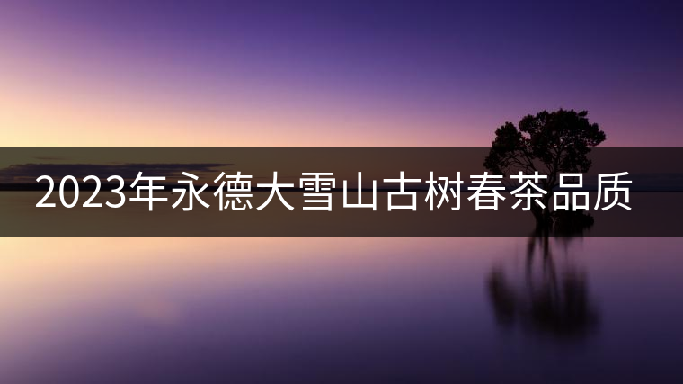 2023年永德大雪山古樹春茶品質(zhì)如何？