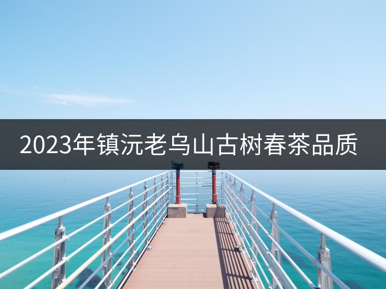 2023年鎮(zhèn)沅老烏山古樹春茶品質(zhì)如何？