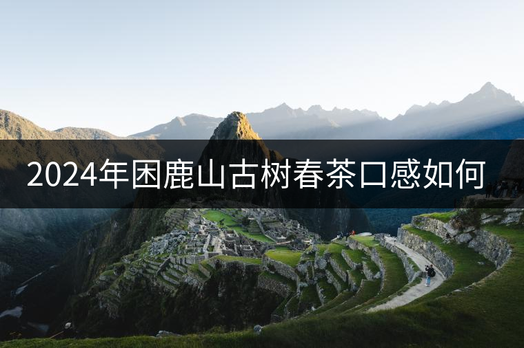 2024年困鹿山古樹春茶口感如何？