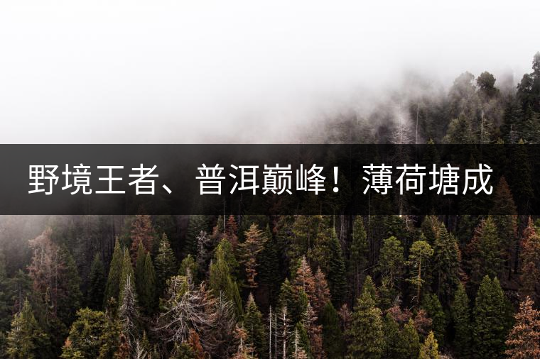 野境王者、普洱巔峰！薄荷塘成為普洱無冕之王的十大原因