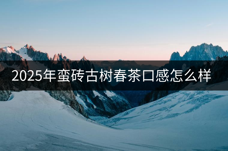 2025年蠻磚古樹春茶口感怎么樣？