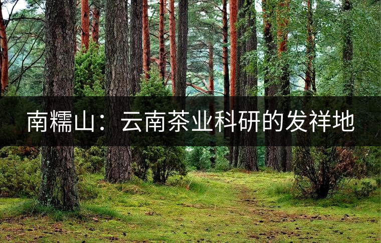 南糯山:云南茶業(yè)科研的發(fā)祥地 南糯山:云南茶業(yè)科研的發(fā)祥地