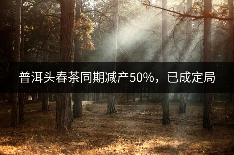 普洱頭春茶同期減產(chǎn)50%，已成定局