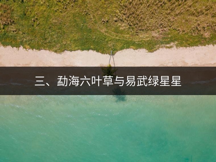 三、勐海六葉草與易武綠星星