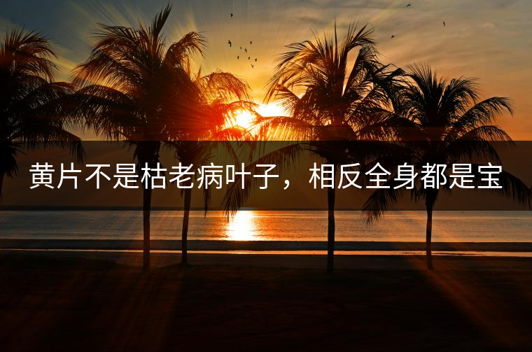 黃片不是枯老病葉子，相反全身都是寶