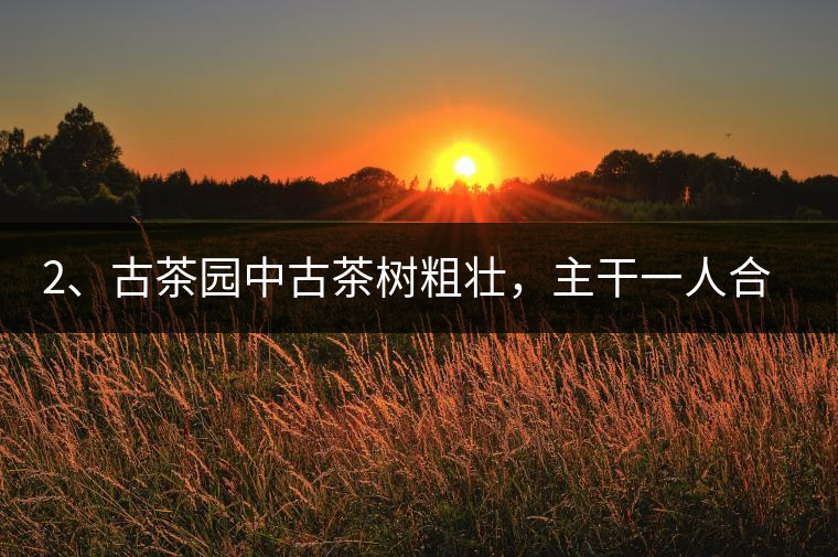 2、古茶園中古茶樹粗壯，主干一人合圍吃力，枝杈壯碩