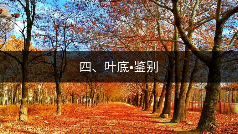 四、葉底?鑒別