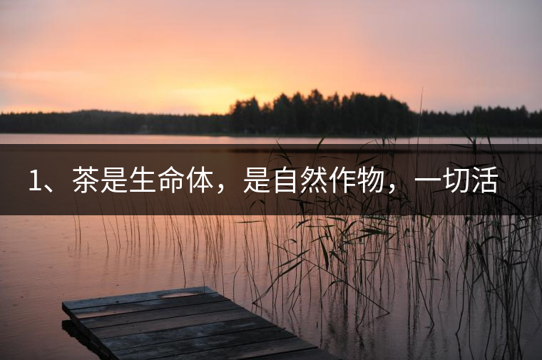 1、茶是生命體，是自然作物，一切活動受自然規(guī)律影響。
