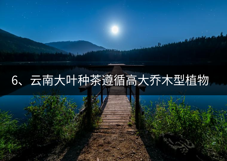 6、云南大葉種茶遵循高大喬木型植物的普遍規(guī)律。