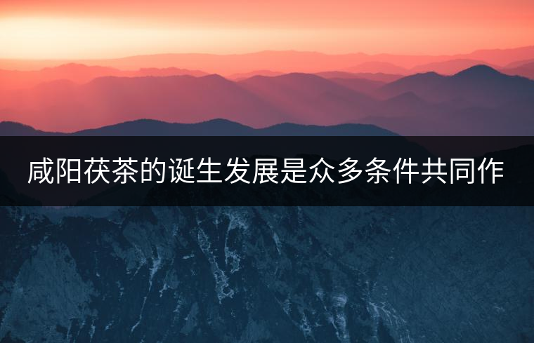 咸陽(yáng)茯茶的誕生發(fā)展是眾多條件共同作用的結(jié)果。