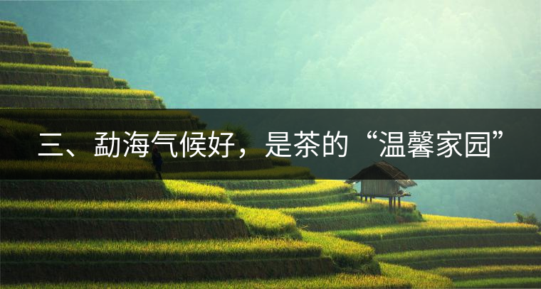 三、勐海氣候好，是茶的“溫馨家園”