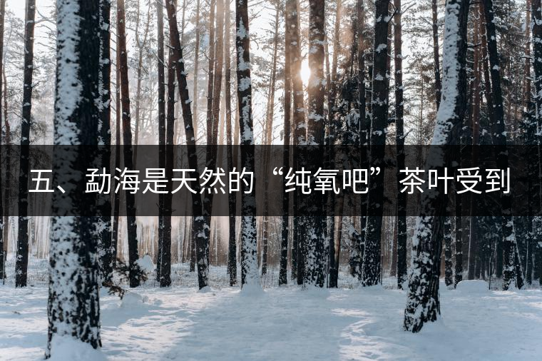 五、勐海是天然的“純氧吧”茶葉受到很好的潤澤