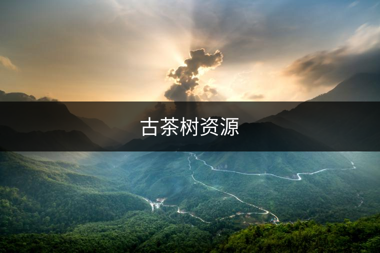 古茶樹(shù)資源 古茶樹(shù)資源