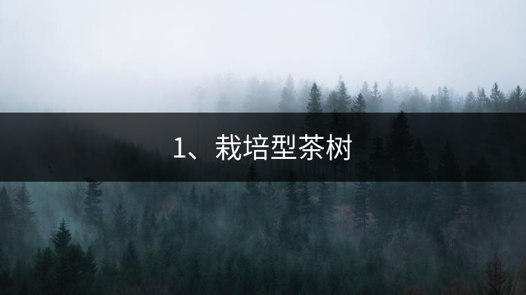 1、栽培型茶樹