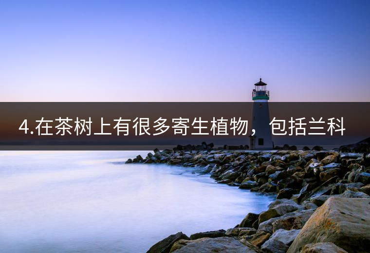 4.在茶樹上有很多寄生植物，包括蘭科植物，還有螃蟹腳。