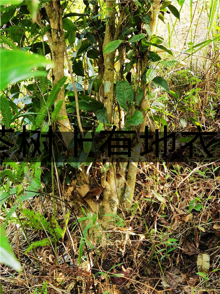 茶樹上有地衣或苔蘚是不是有害的？-1