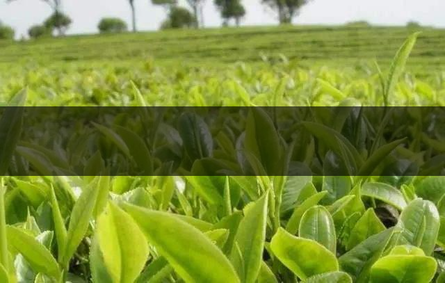 云南省昆明市茶業(yè)簡(jiǎn)述（三）