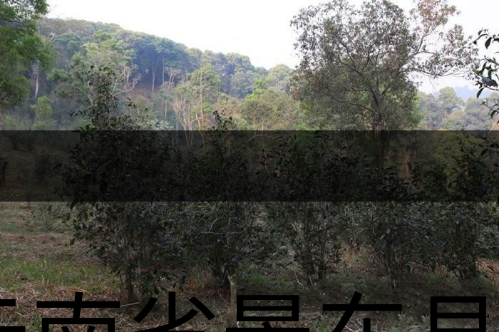 云南省景東縣茶業(yè)概況簡(jiǎn)述（第一章）