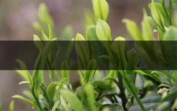 什么是雨前茶？雨前茶有何特點(diǎn)？