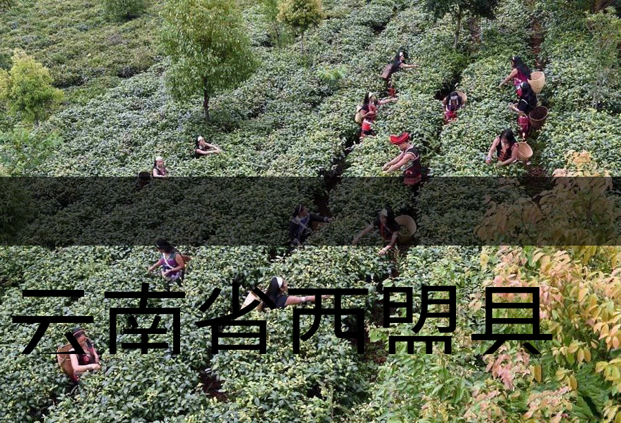 云南省西盟縣茶業(yè)概況簡述（下篇）