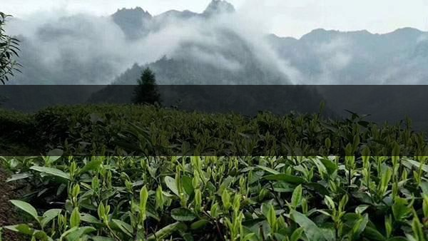 茶葉的甜爽和甘爽各是什么感覺？