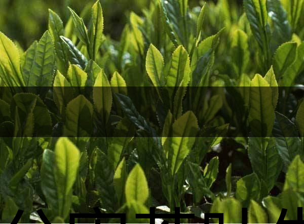 無公害茶葉生產(chǎn)規(guī)范的條件有哪些？（上篇）