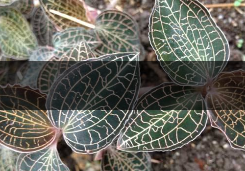 金線蓮不能和什么一起吃-哪些人不能吃 金線蓮不能和什么一起吃-哪些人不能吃