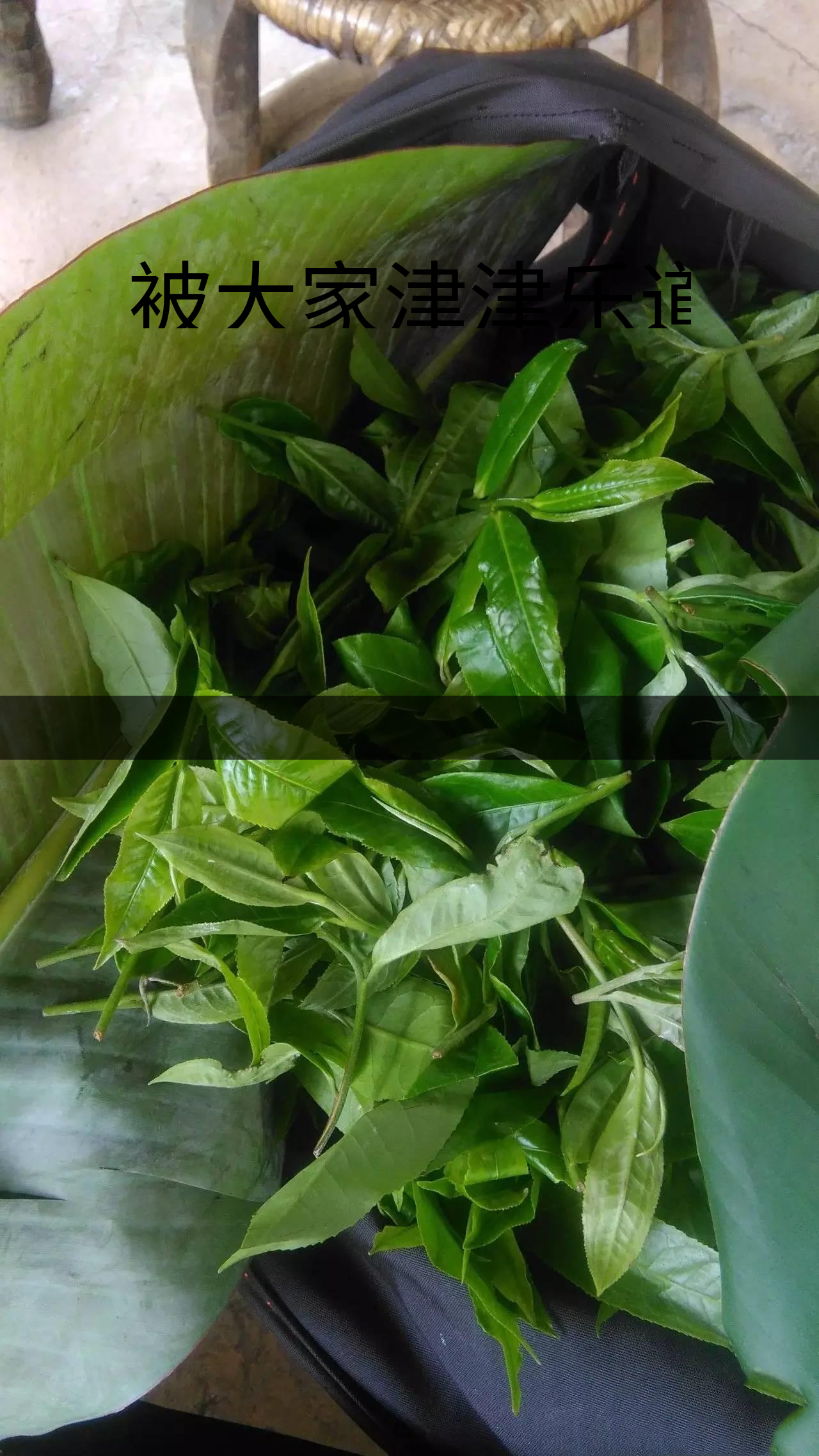 被大家津津樂道的森林茶，你知道是什么？-1-1