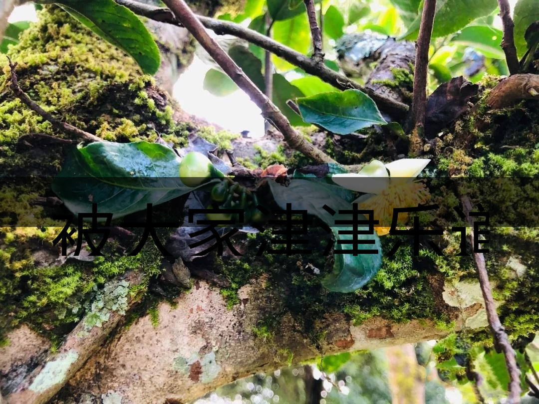 被大家津津樂道的森林茶，你知道是什么？-4-1