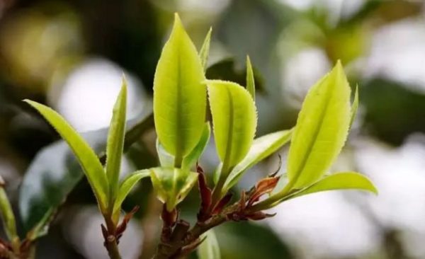 一杯刮風(fēng)寨，邂逅山野之韻