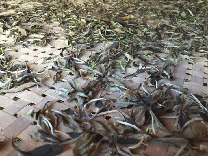 2020年普洱春茶的故事你想好了嗎？