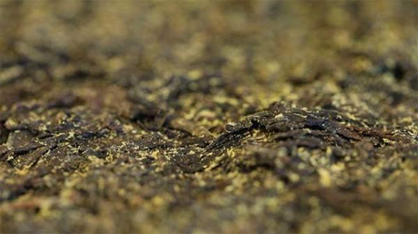 你手中的茯茶金花有可能是假金花？