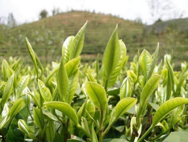 春茶到底好在哪里？