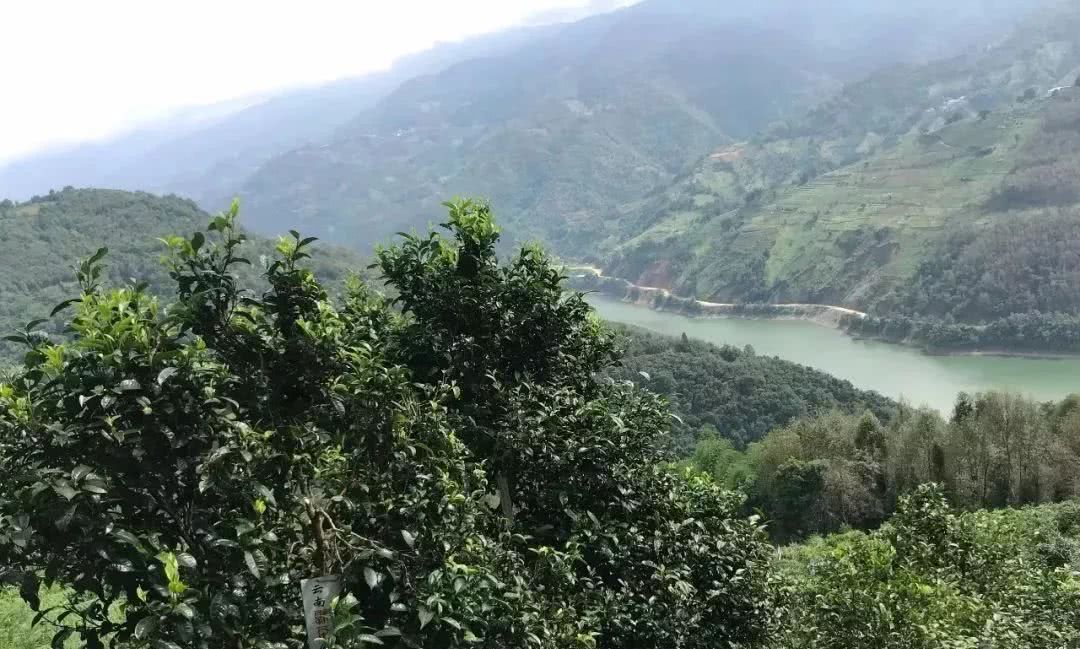 2021年單論茶氣，冰島也不如它-磨烈古樹秋