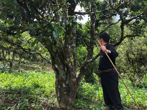 2021年大雪山古樹秋茶特點？