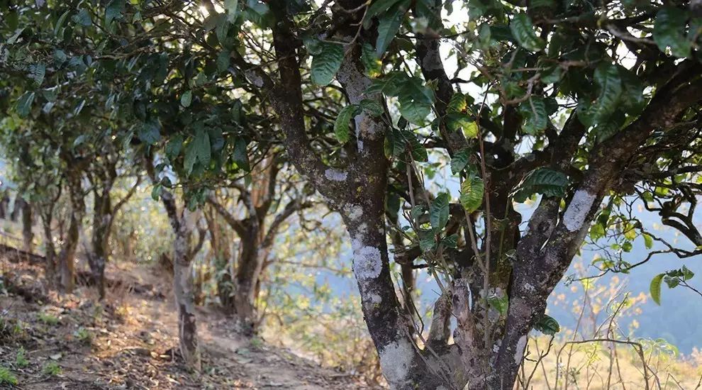 2021年大雪山古樹秋茶口感品鑒？