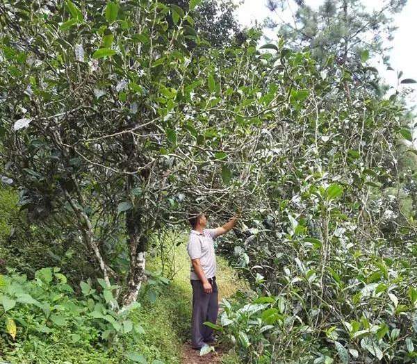 2021壩糯古樹秋茶藤條茶！不是樹種，而是這樣形成的！