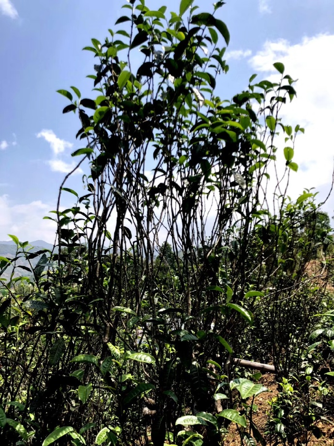 2021年壩糯古樹秋茶品鑒！