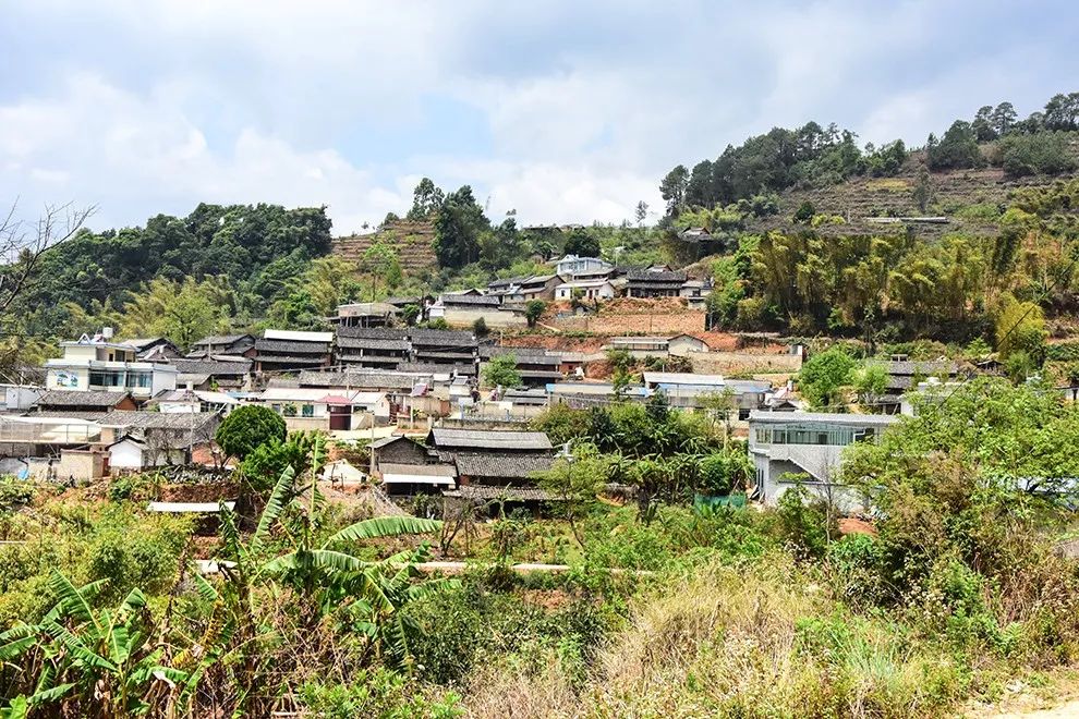 2021年正氣塘古樹(shù)秋茶特點(diǎn)是什么？