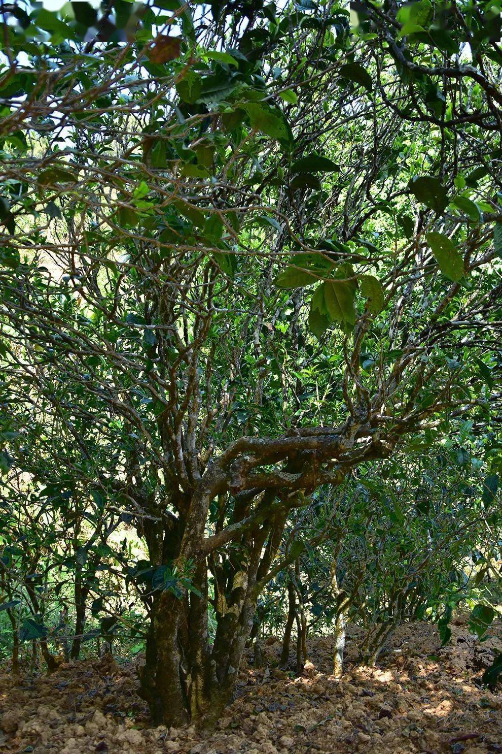 2021年正氣塘古樹秋茶口感是什么？